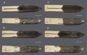 Attēlu rezultāti vaicājumam “Sorex sp.”