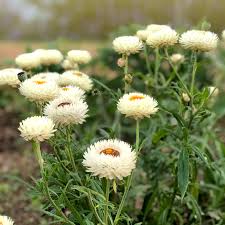 Image result for Helichrysum bracteatum