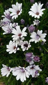 Image result for Dimorphotheca pluvialis