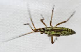 Attēlu rezultāti vaicājumam “Stenotus binotatus”