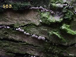 Attēlu rezultāti vaicājumam “Phleogena faginea stalked”