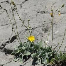 Attēlu rezultāti vaicājumam “Hieracium laevigatum”