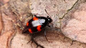 Attēlu rezultāti vaicājumam “Scaphidium quadrimaculatum”