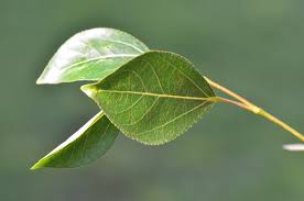 Attēlu rezultāti vaicājumam “Populus x petrowskyana”