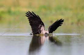 Attēlu rezultāti vaicājumam “Corvus cornix”