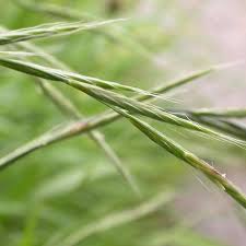 Attēlu rezultāti vaicājumam “Brachypodium sylvaticum flower”