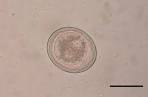File:A <b>toxascaris</b> leonina1.JPG