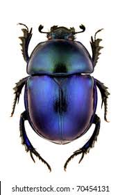 Attēlu rezultāti vaicājumam “Trypocopris vernalis”