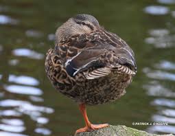 Attēlu rezultāti vaicājumam “Anas platyrhynchos female”