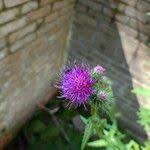 Attēlu rezultāti vaicājumam “Carduus crispus leaf”