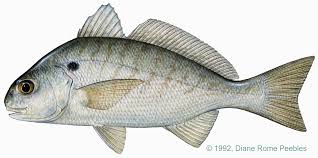 Image result for Leiostomus xanthurus