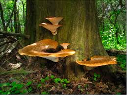 Attēlu rezultāti vaicājumam “Polyporus squamosus”