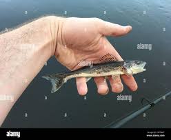 Image result for Sander canadensis