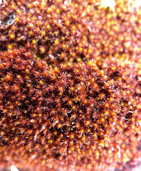 Attēlu rezultāti vaicājumam “Rhynchostegiella tenella macro”