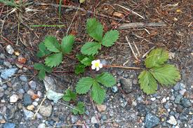 Attēlu rezultāti vaicājumam “Fragaria vesca leaf”