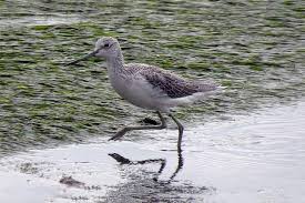 Attēlu rezultāti vaicājumam “Tringa nebularia”