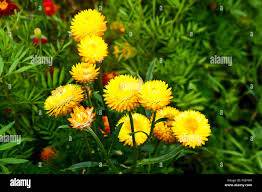 Image result for Helichrysum bracteatum