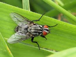 Attēlu rezultāti vaicājumam “Sarcophagidae”