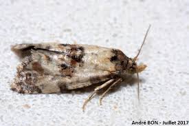 Attēlu rezultāti vaicājumam “Cochylis dubitana”