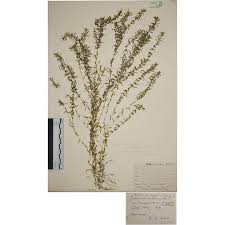 Attēlu rezultāti vaicājumam “Callitriche hermaphroditica”