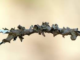 Attēlu rezultāti vaicājumam “Melanohalea olivacea”