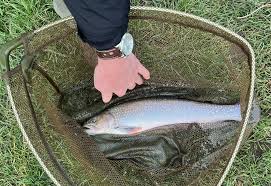 Image result for Guildford Angling Society