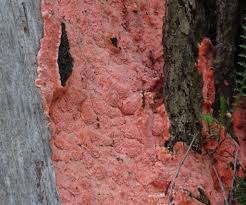 Attēlu rezultāti vaicājumam “Rhodonia placenta”