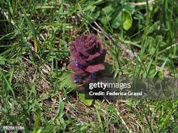 Attēlu rezultāti vaicājumam “Ajuga pyramidalis”