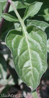 Attēlu rezultāti vaicājumam “Solanum dulcamara leaf”