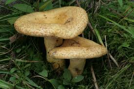 Attēlu rezultāti vaicājumam “Lactarius repraesentaneus”