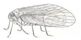 Attēlu rezultāti vaicājumam “Auchenorrhyncha”