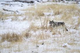 Image result for Weston Rhyn Wolves