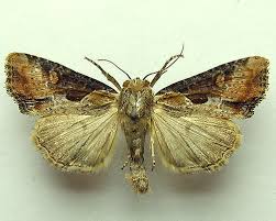 Attēlu rezultāti vaicājumam “Apamea ophiogramma”