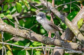 Attēlu rezultāti vaicājumam “Sylvia curruca”