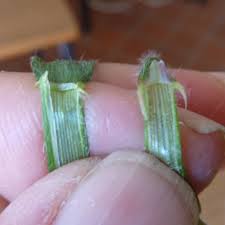 Attēlu rezultāti vaicājumam “Hordelymus europaeus leaf”