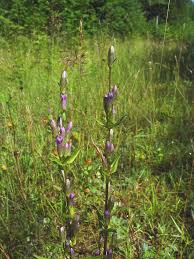 Attēlu rezultāti vaicājumam “Gentianella amarella”