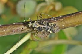 Attēlu rezultāti vaicājumam “Phytocoris tiliae”