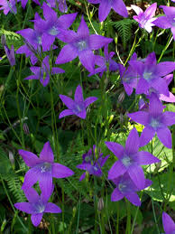 Image result for Campanula patula