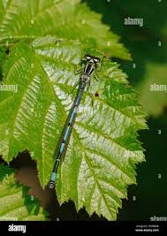 Attēlu rezultāti vaicājumam “Coenagrion pulchellum male”