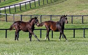 Image result for Runnymede Runners