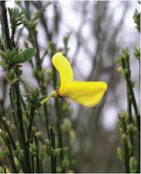 Attēlu rezultāti vaicājumam “Cytisus scoparius leaf”
