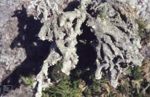 Attēlu rezultāti vaicājumam “Gymnostomum calcareum”