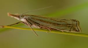 Attēlu rezultāti vaicājumam “Crambus heringiellus”