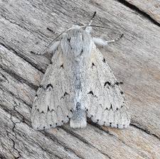 Attēlu rezultāti vaicājumam “Acronicta leporina”