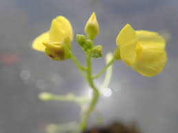 Attēlu rezultāti vaicājumam “Utricularia vulgaris flower”