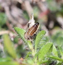 Attēlu rezultāti vaicājumam “Aphelia paleana larva”