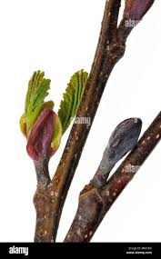 Attēlu rezultāti vaicājumam “Alnus glutinosa bud”