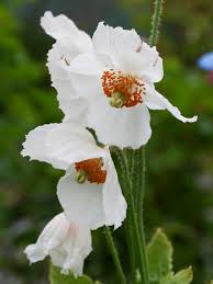 Image result for Meconopsis betonicifolia alba