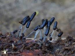 Attēlu rezultāti vaicājumam “Stemonitopsis typhina”