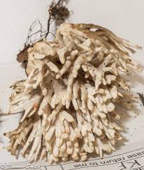 Attēlu rezultāti vaicājumam “Lentaria sp.”